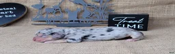 Miniature Dachshund dogs for sale: CeCe female *Delivery available* - Ad 2