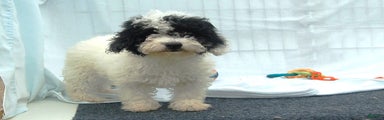 Miniature Poodle Puppy 7 Andy