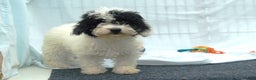 Miniature Poodle dogs for sale: Miniature Poodle Puppy 7 Andy - Ad 1