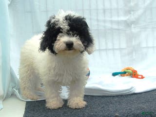Miniature Poodle dogs for sale: Miniature Poodle Puppy 7 Andy - Ad 4