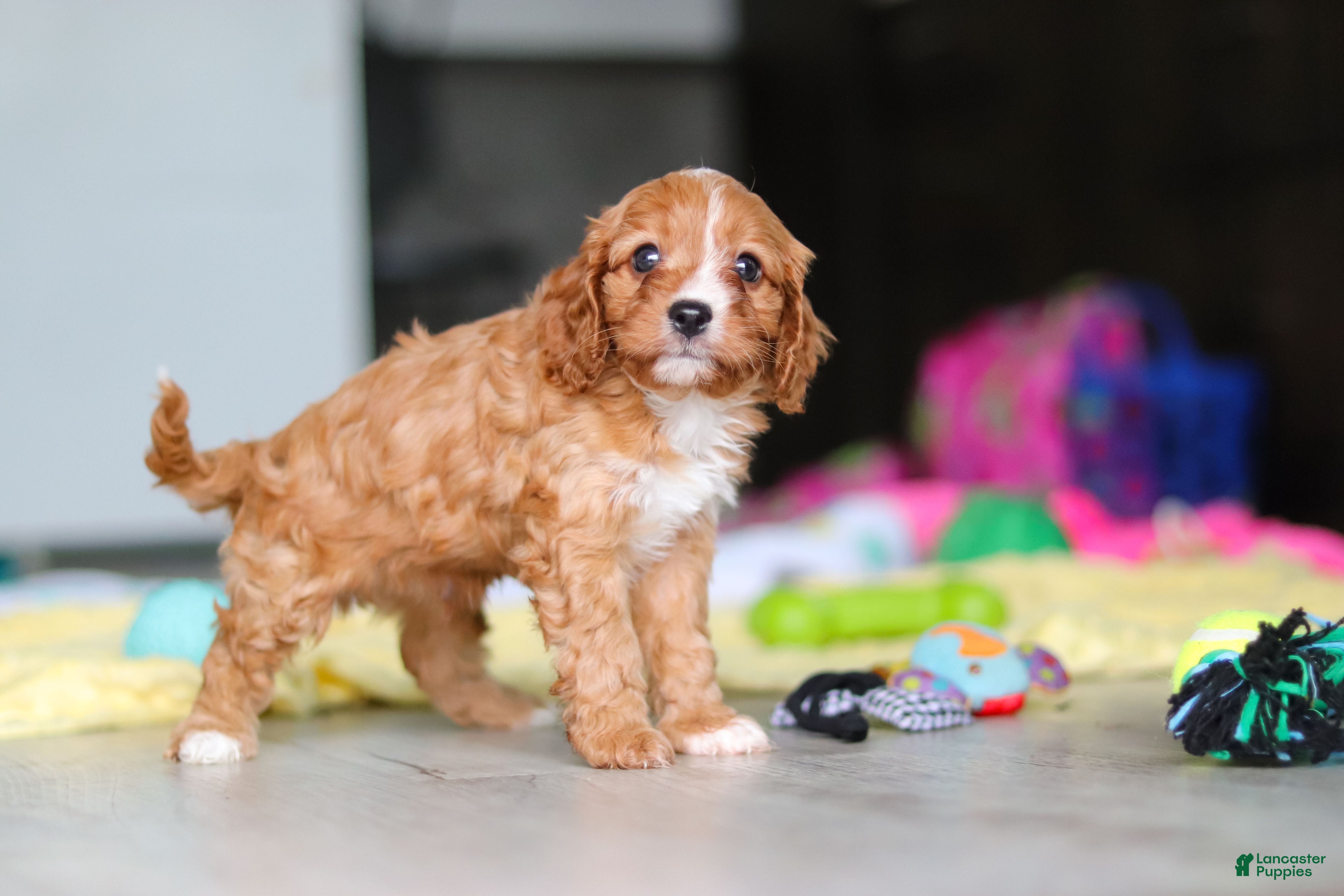 Cavapoo dogs Wynn - Ad 2