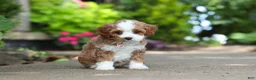 Cavapoo dogs for sale: Dolly - Ad 7