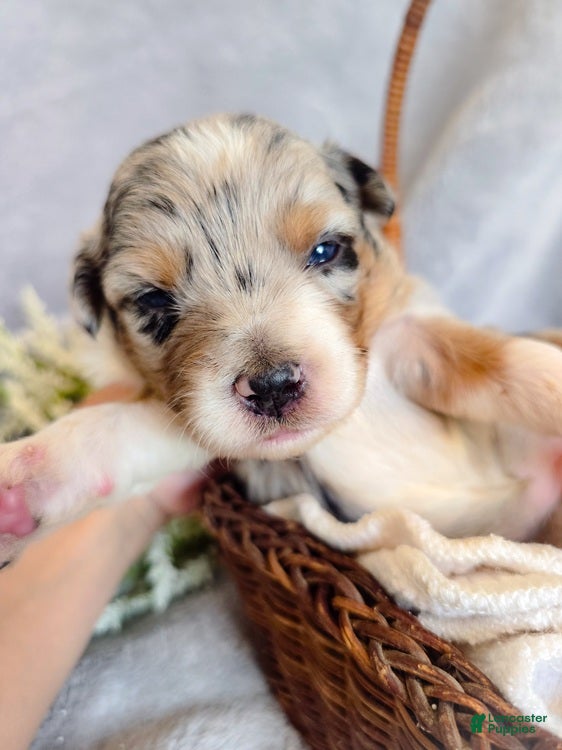 Aussiedoodle dogs Water Melon - Ad 1