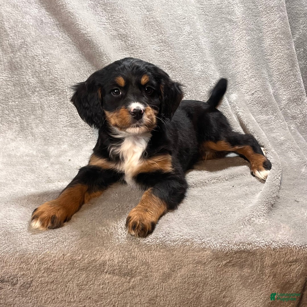 Bernedoodle dogs for sale: Gavin - Ad 4