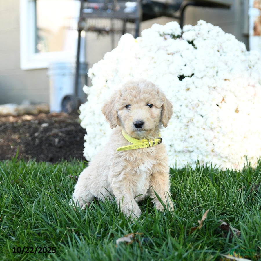 Goldendoodle dogs Bobby - Ad 30
