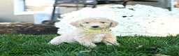 Goldendoodle dogs for sale: Bobby - Ad 1