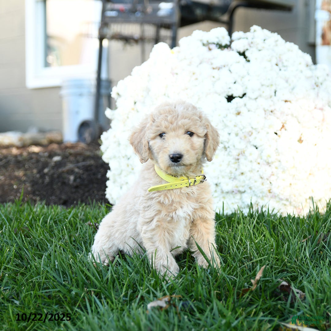 Goldendoodle dogs for sale: Bobby - Ad 1