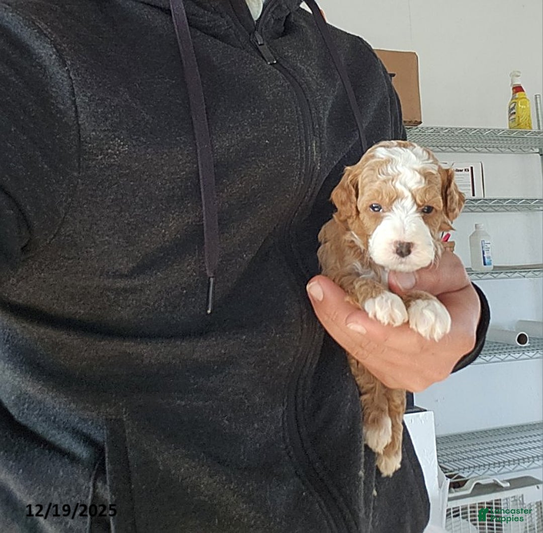 Cavapoo dogs for sale: Timmy - Ad 3