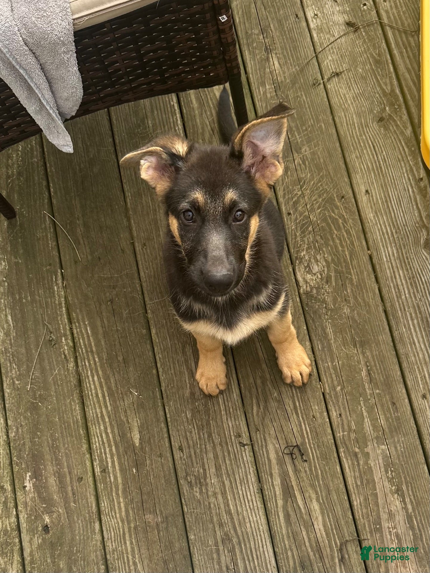 German Shepherd dogs German Shepherd 1 - Ad 1
