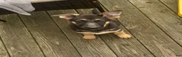 German Shepherd dogs for sale: German Shepherd 1 - Ad 1