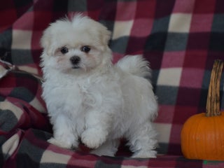 Maltese dogs - Ad 40