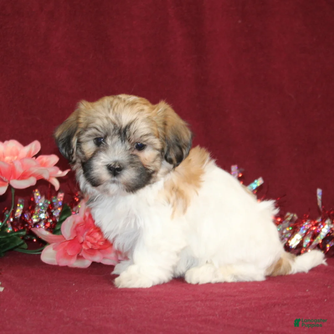 Teddy Bear dogs for sale: Zoey - Ad 1