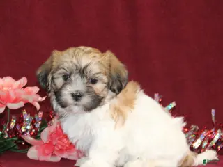 Teddy Bear dogs Zoey - Ad 42