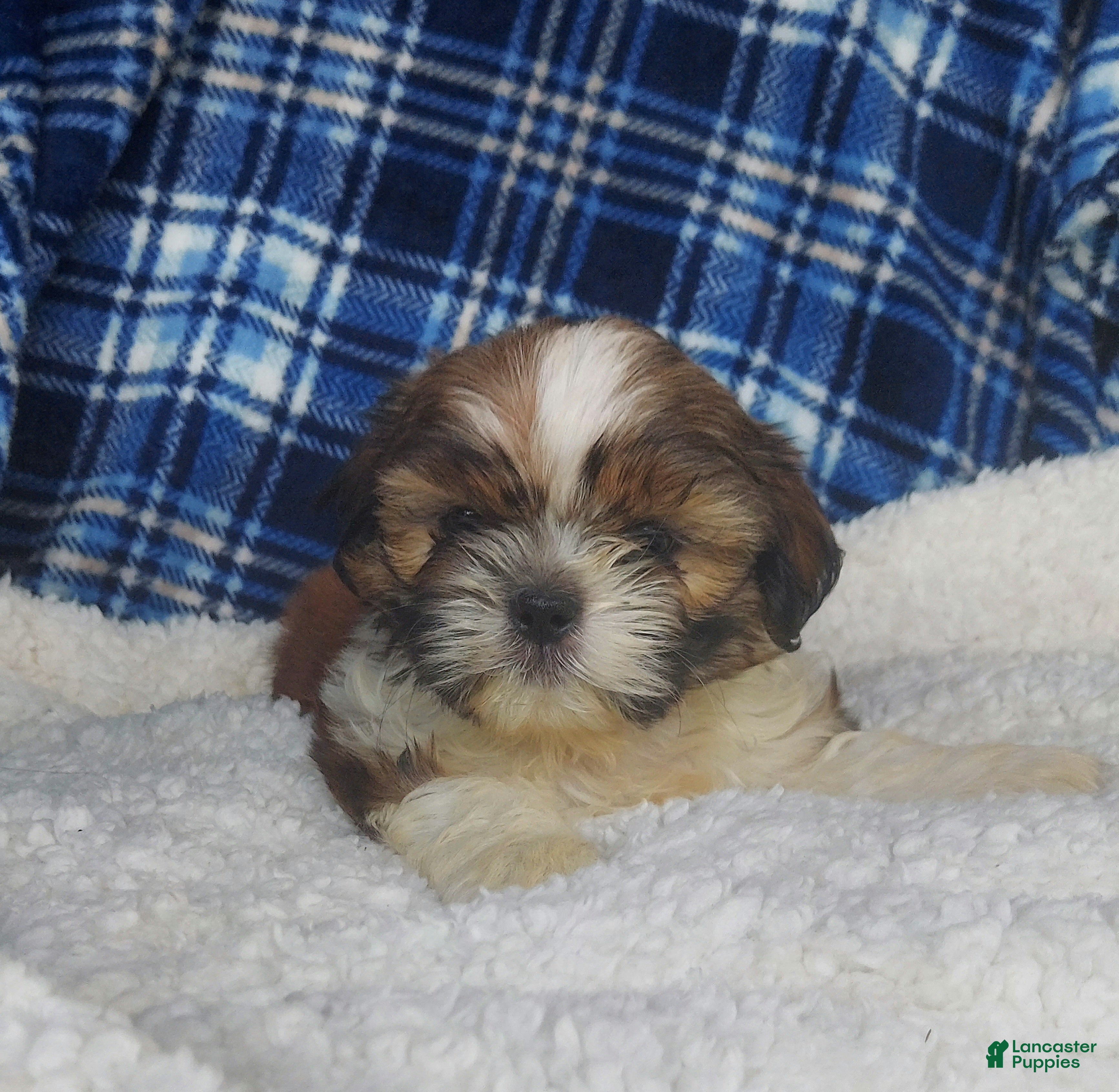 Shih Tzu dogs Larry - Ad 1