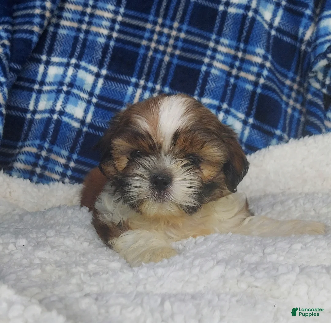 Shih Tzu dogs for sale: Larry - Ad 1