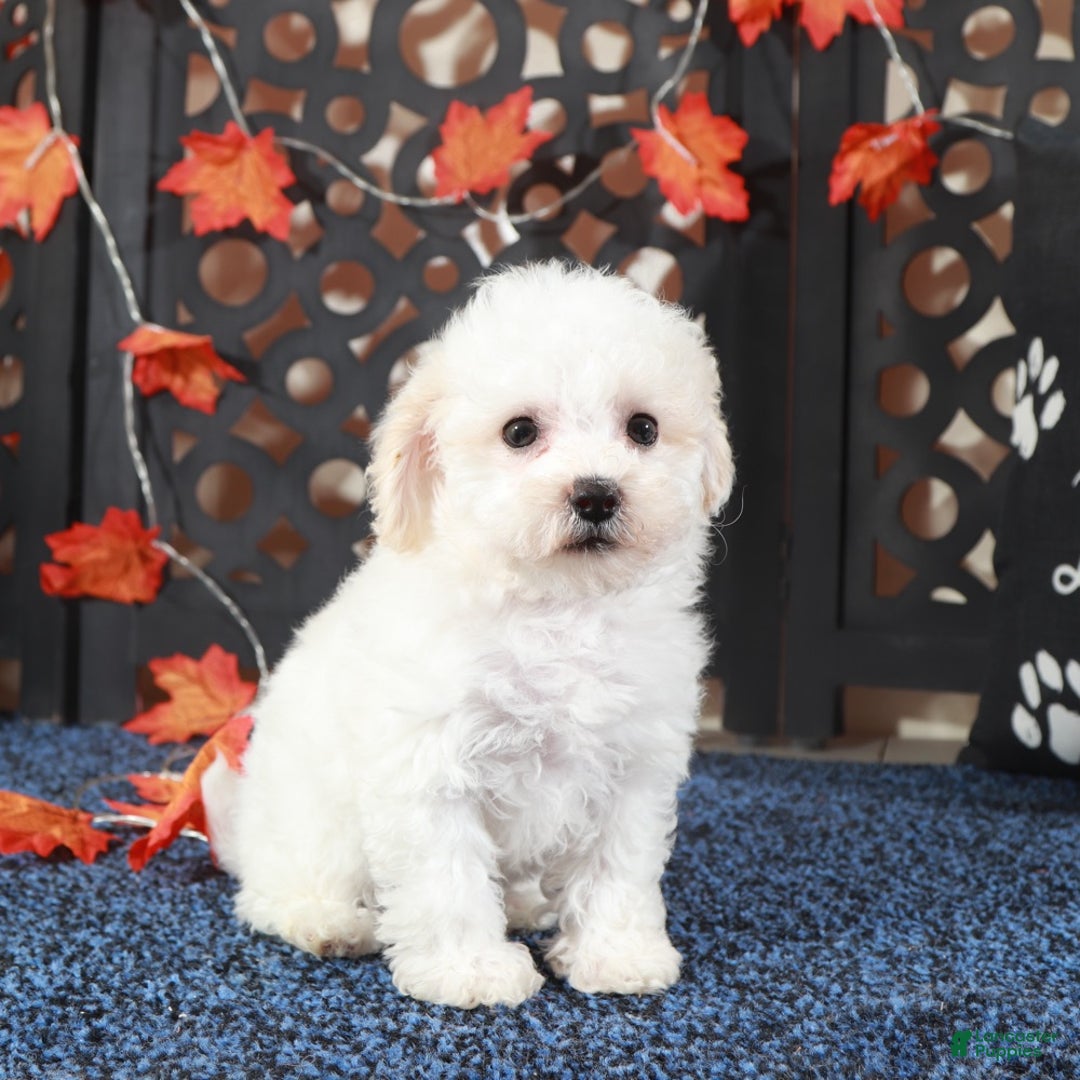 Bichpoo dogs for sale: Jasmine Sweet Cuddly Poochon Female - Ad 4