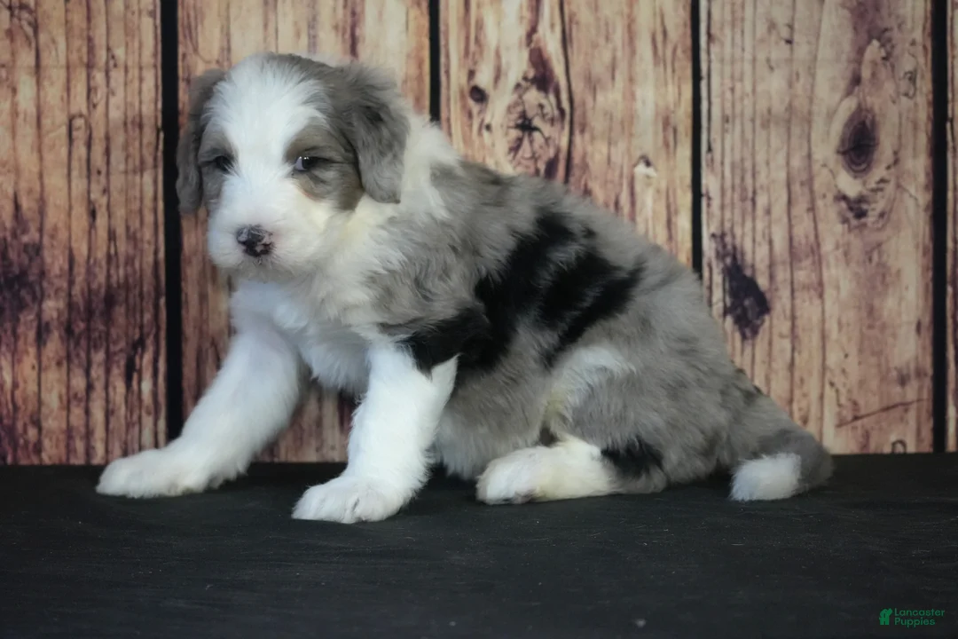 Sheepadoodle dogs for sale: Sheepadoodle Puppy 2 - Ad 2