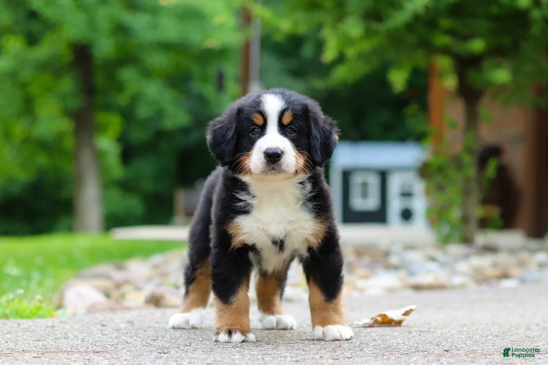 Bernese Mountain Dog dogs for sale: Monte - Ad 2