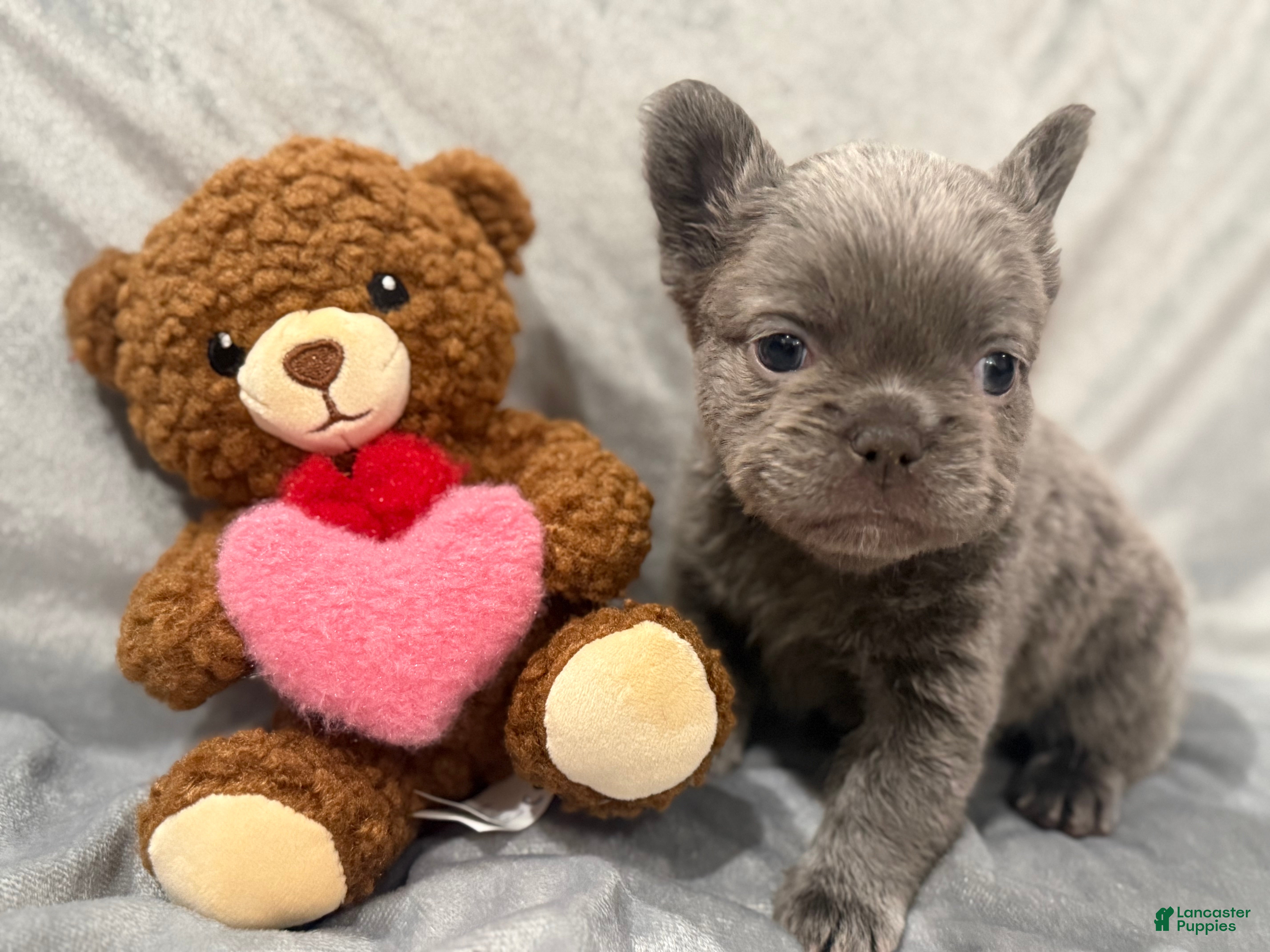 French Bulldog dogs for sale: Jingles - Ad 2