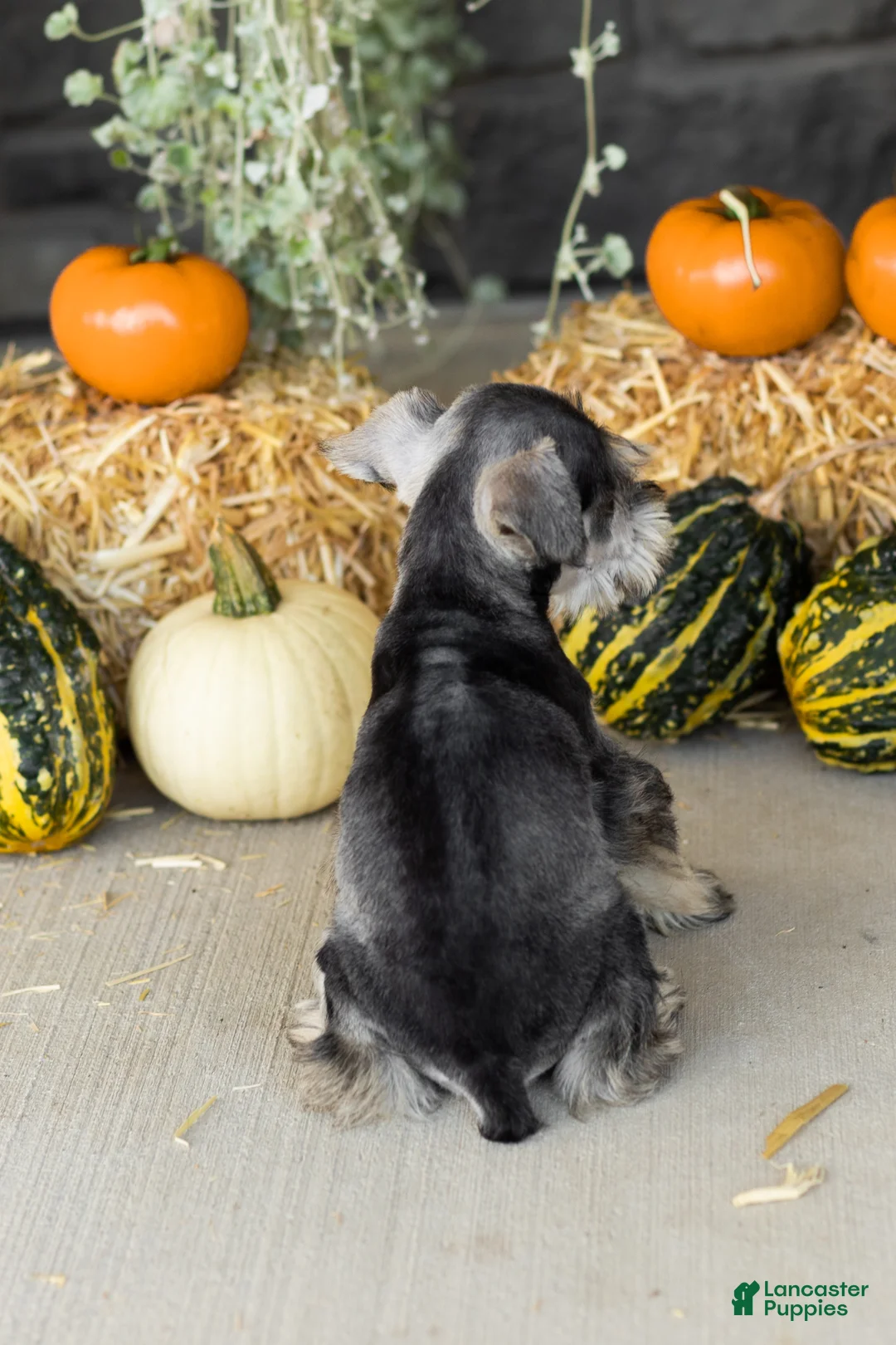 Miniature Schnauzer dogs for sale: Sal  - Ad 5