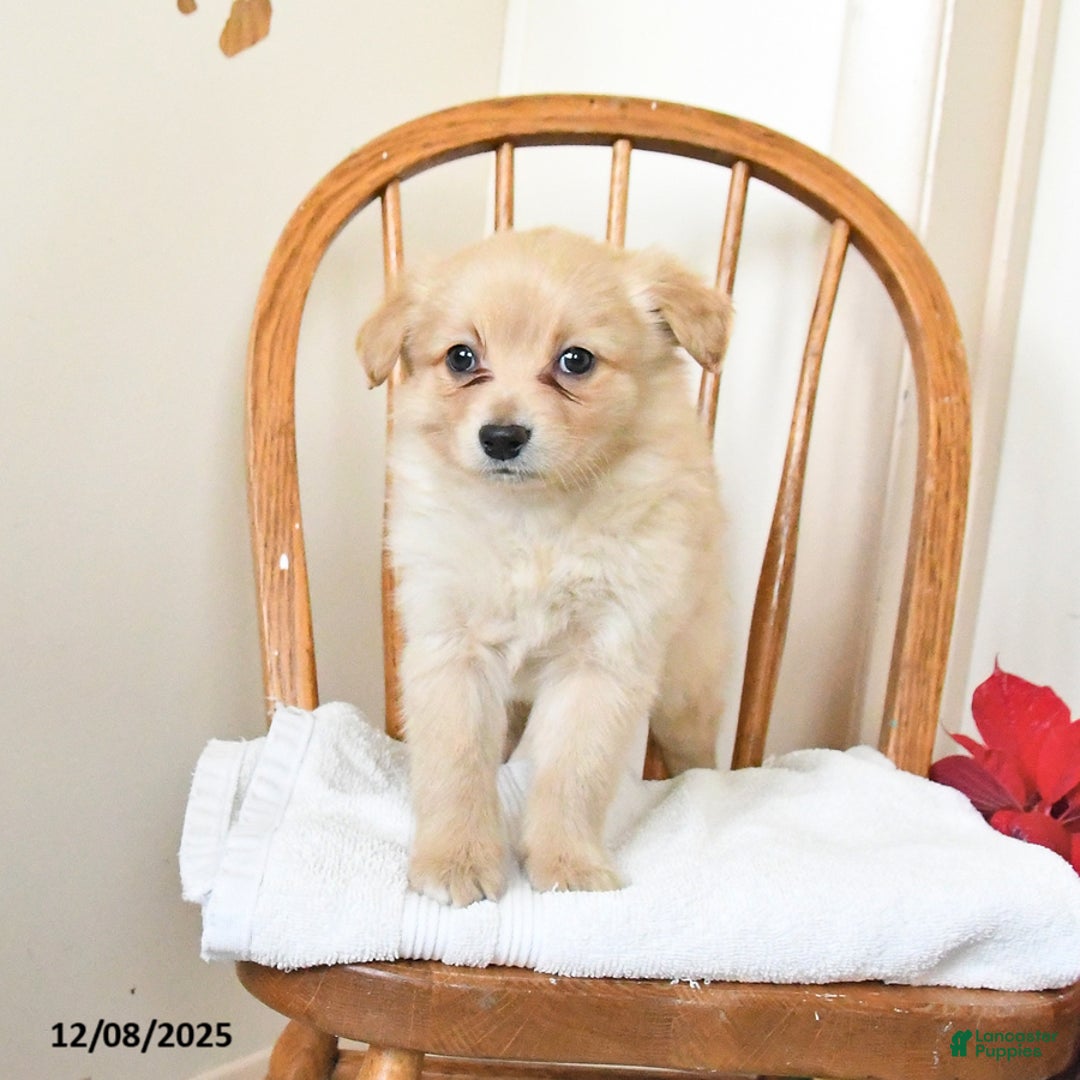 Pomapoo dogs for sale: Sully - Ad 2