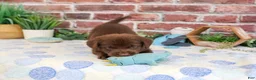 Labrador Retriever dogs for sale: Heath - Ad 4