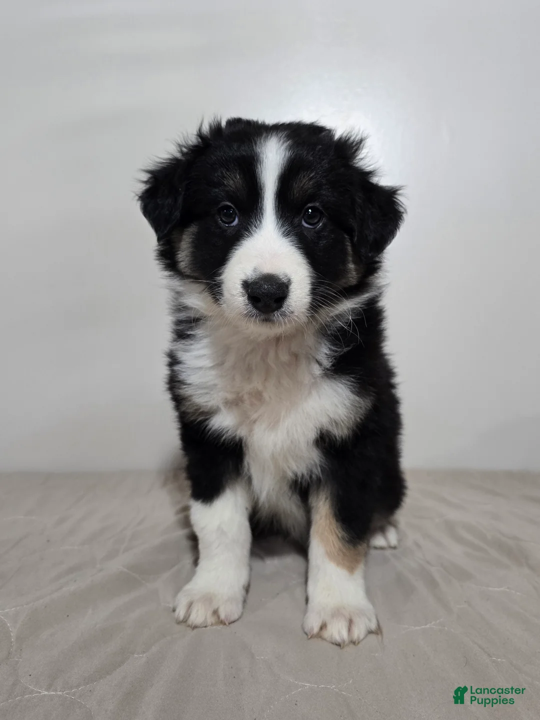 Australian Shepherd dogs for sale: Jackson  - Ad 5