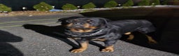 Rottweiler dogs for sale: Rottweiler Puppy 4 Purple Girl  - Ad 14