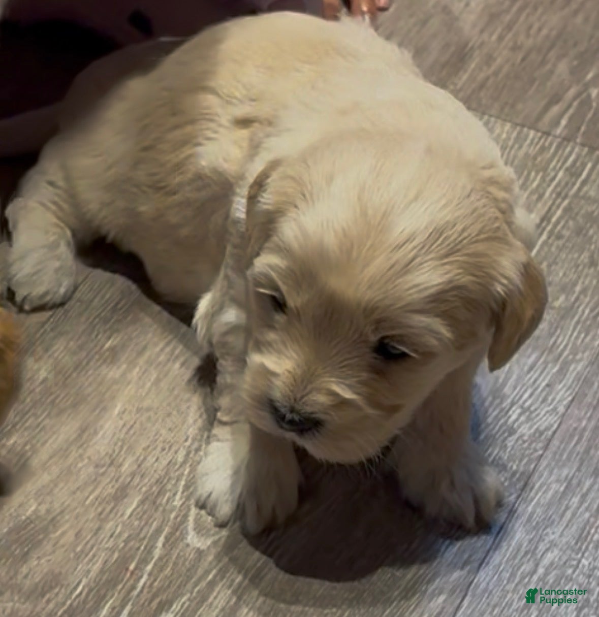 Mixed Breed dogs Chilli - Ad 2