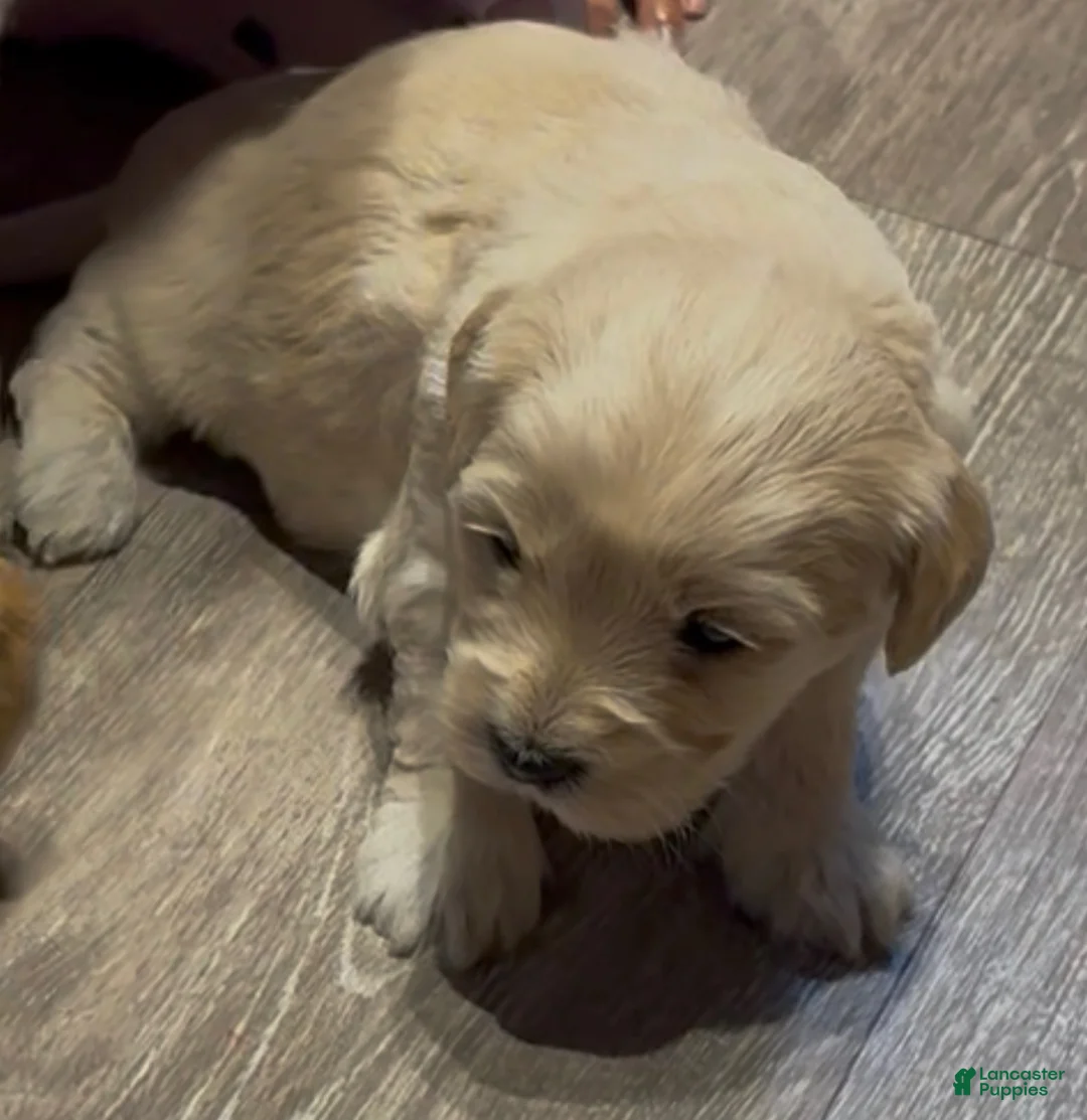 Mixed Breed dogs for sale: Chilli - Ad 2