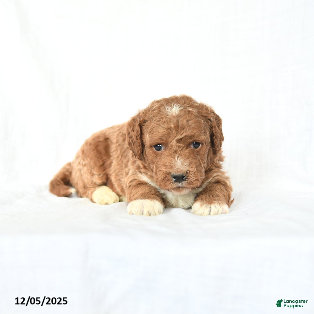 Mini Goldendoodle dogs for sale: Lucy - Ad 3