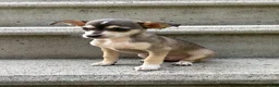 Mixed Breed dogs for sale: Sadie - Ad 4