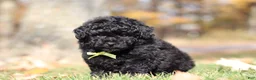 Miniature Poodle dogs for sale: Carter (AKC) - Ad 3