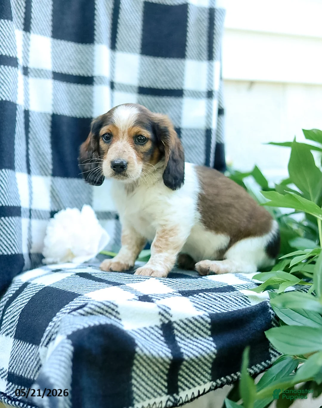 Miniature Dachshund dogs for sale: Carter - Ad 2