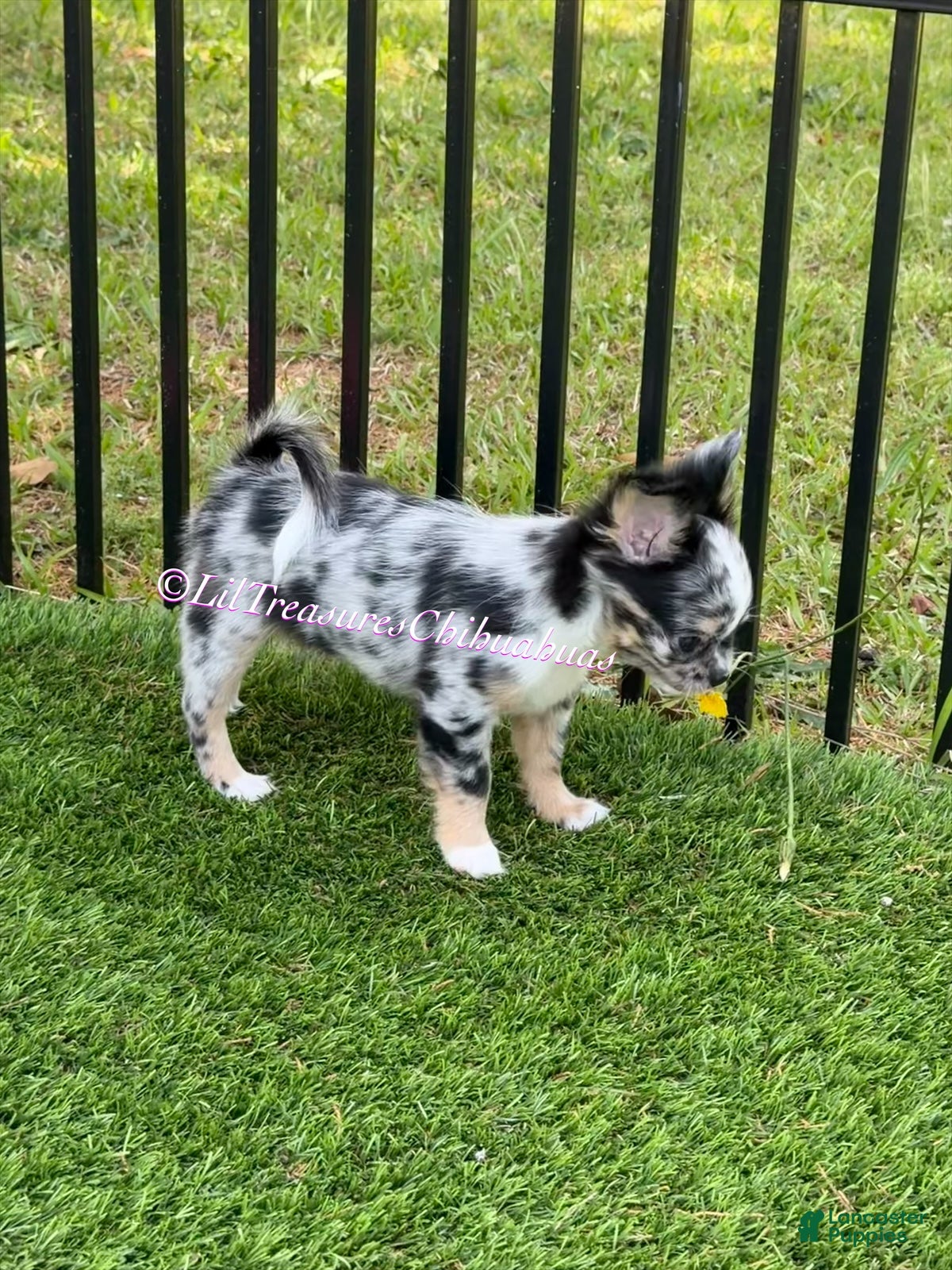 Chihuahua dogs Twilight Sparkle - Ad 2