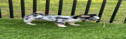 Chihuahua dogs for sale: Twilight Sparkle - Ad 2