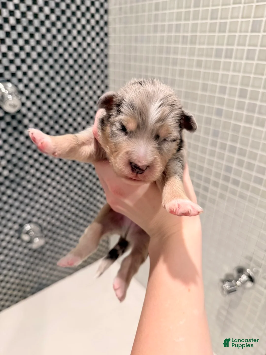 Australian Shepherd dogs for sale: River - Ad 3