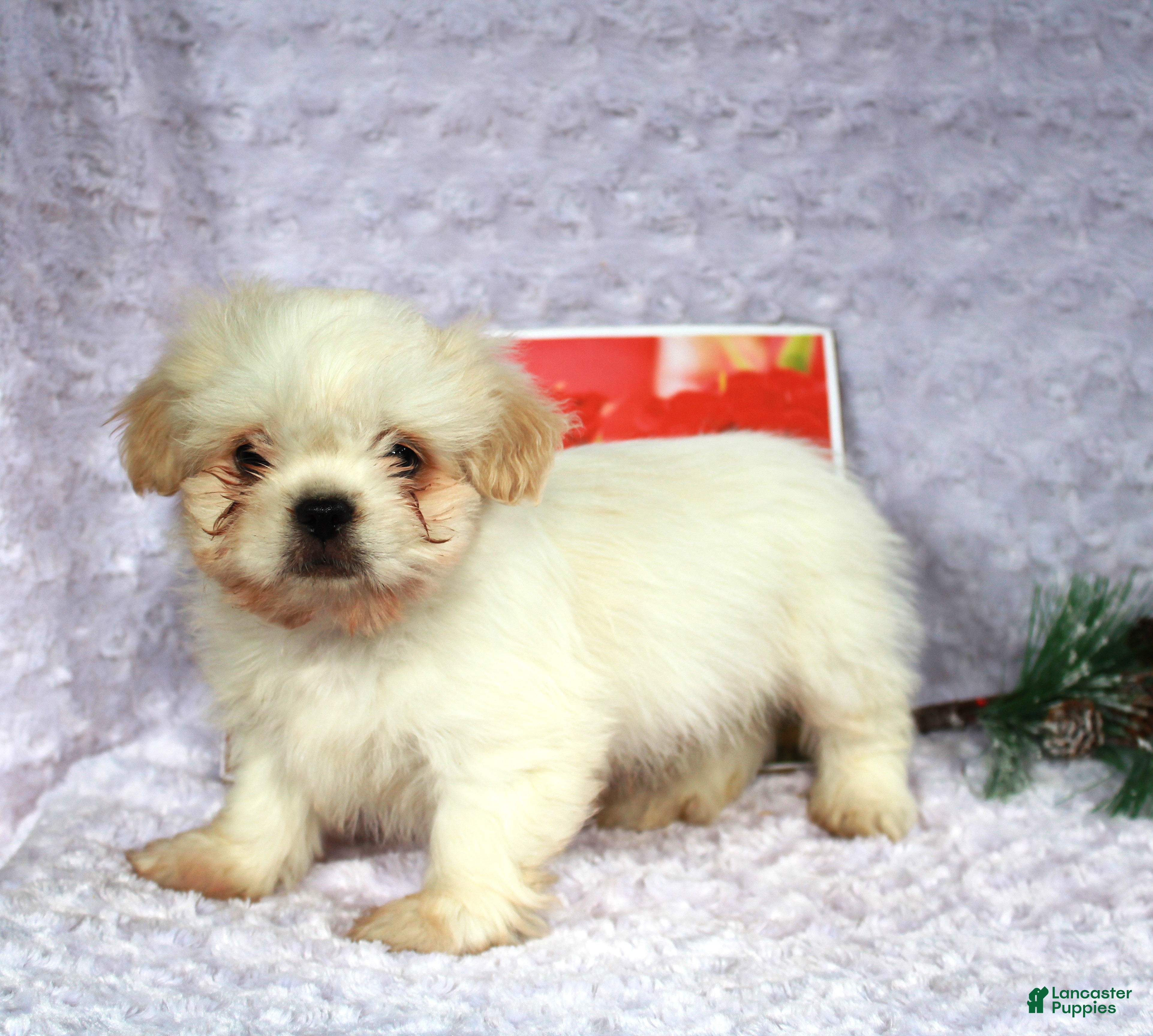 Shih Tzu dogs Karter - Ad 24