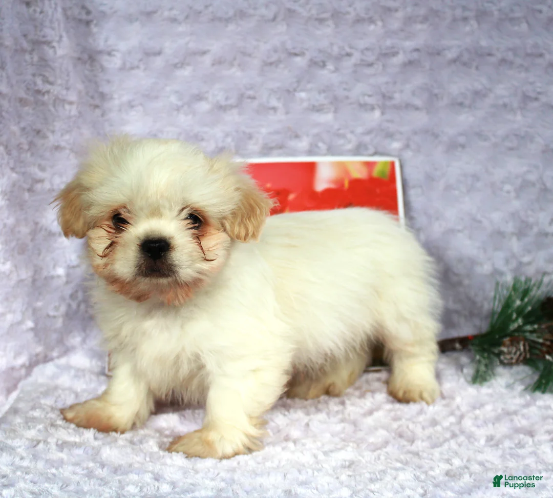 Shih Tzu dogs for sale: Karter - Ad 2