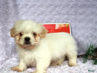 Shih Tzu dogs Karter - Ad 24