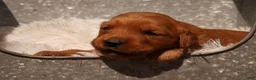 Golden Retriever dogs for sale: Daisy -AKC, Genetically Clear - Ad 3