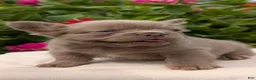 French Bulldog dogs for sale: Stella - Ad 3