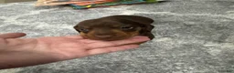 Miniature Dachshund dogs for sale: Miniature Dachshund 1 - Ad 4