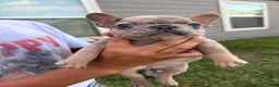 French Bulldog dogs for sale: French Bulldog 1-Peaches - Ad 4
