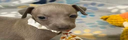Italian Greyhound dogs for sale: Lynx  - Ad 5