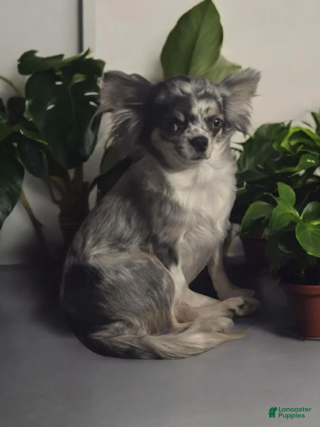 Chihuahua dogs for sale: Stanley - Ad 8