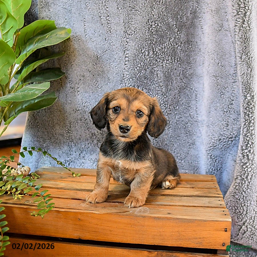 Miniature Dachshund dogs for sale: Lacey - Ad 2
