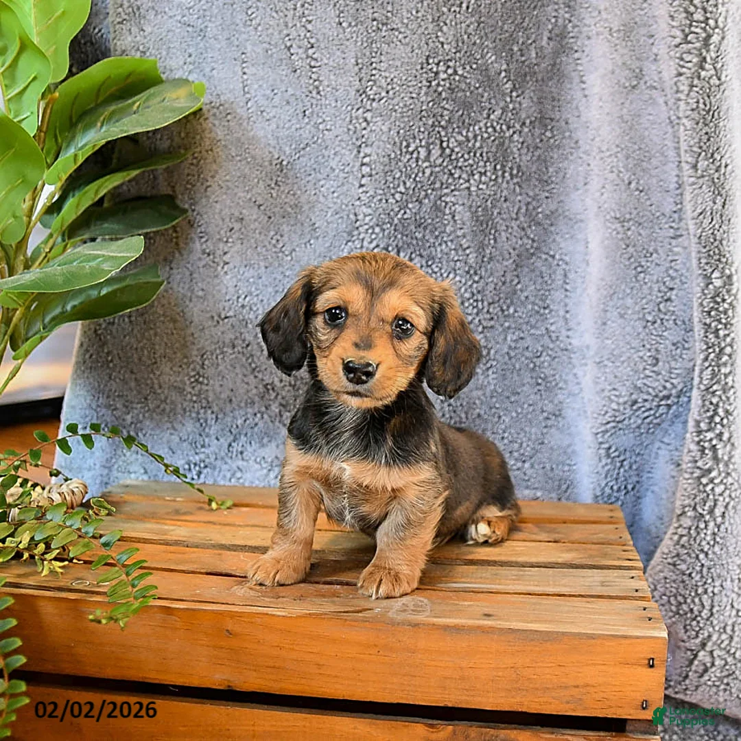 Miniature Dachshund dogs for sale: Lacey - Ad 1