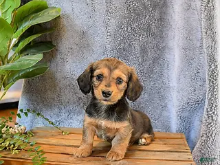 Miniature Dachshund dogs for sale: Lacey - Ad 2