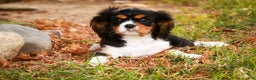 Cavalier King Charles Spaniel dogs for sale: Bert - Ad 5